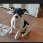 Mãe pede ajuda para encontrar filhote de Pinscher que comprou para filho autista em Contagem