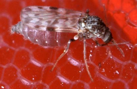 Mosquito Picando uma pessoa