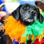 Carnaval de BH: confira a lista dos blocos para levar o pet