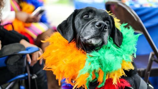 Blocos familiares também são uma boa pedida para levar os pets