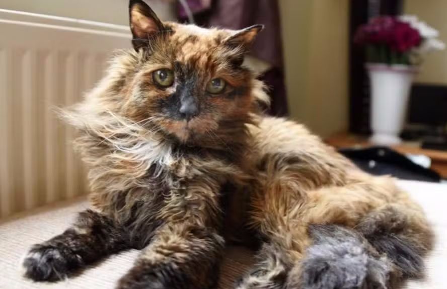 Gata considerada a mais velha do mundo morre aos 33 anos na Inglaterra