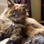 Gata considerada a mais velha do mundo morre aos 33 anos na Inglaterra
