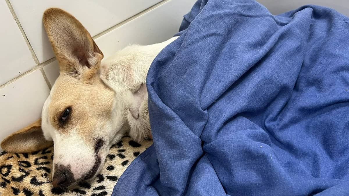 'Salve Bob': vaquinha online busca tratamento para cachorro atropelado em BH