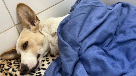 Bob está internado numa clínica veterinária e precisa passar por fisioterapia