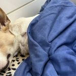 'Salve Bob': vaquinha online busca tratamento para cachorro atropelado em BH