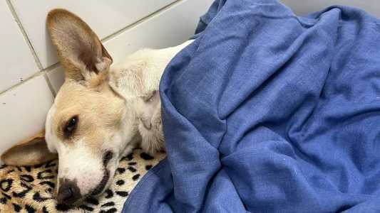 Bob está internado numa clínica veterinária e precisa passar por fisioterapia