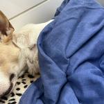 'Salve Bob': vaquinha online busca tratamento para cachorro atropelado em BH