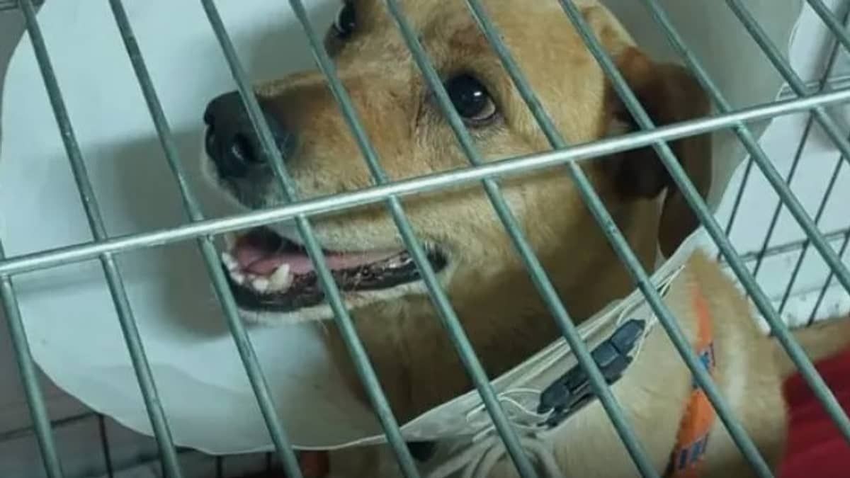 Cachorro que fugiu e teve o órgão genital mutilado, em Sabará, recebe alta: 'só alegria'