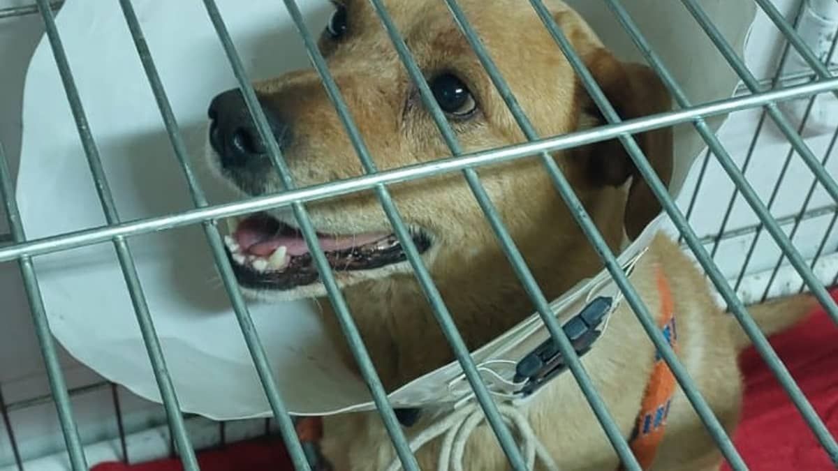 Cachorro foge, tem órgão genital mutilado e é largado na porta de casa em Sabará