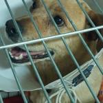 Cachorro foge, tem órgão genital mutilado e é largado na porta de casa em Sabará