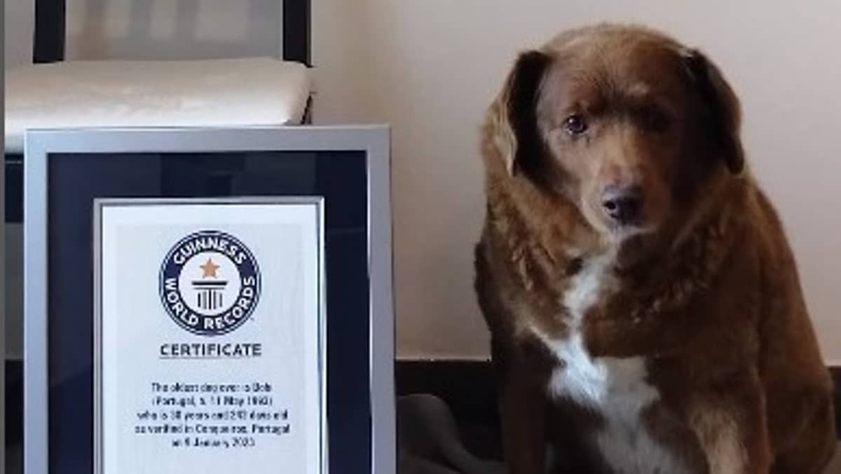 Guinness reconhece cachorro que vive em Portugal como o mais velho da história