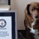 Guinness reconhece cachorro que vive em Portugal como o mais velho da história