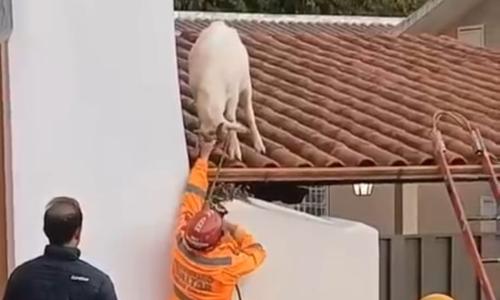 bode bombeiros barabacena telhado Divulgação Bombeiros.jpg