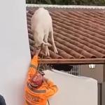 Bombeiros resgatam bode que subiu em telhado de casa em Barbacena (MG)