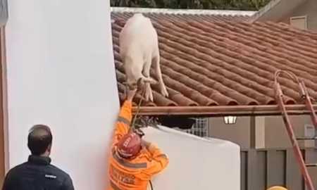 bode bombeiros barabacena telhado Divulgação Bombeiros.jpg