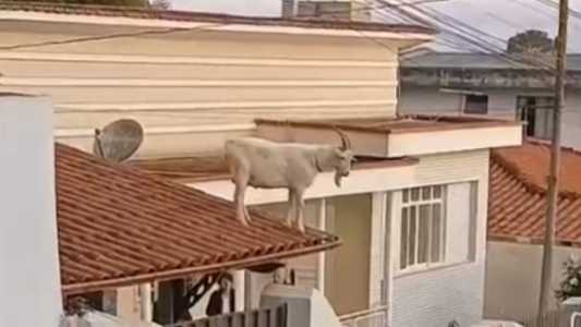 O animal era criado em um lote vago nos fundos da casa onde o animal foi encontrado