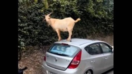 Bode sobe em cima de carro para comer folhas