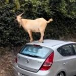 Vídeo: ‘bando dos cabritos’ sobe em carros e espalha lixo pelo bairro Taquaril, em BH