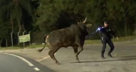 Guarda usa arma de choque para evitar que boi entrasse na pista do Anel Rodoviário de BH