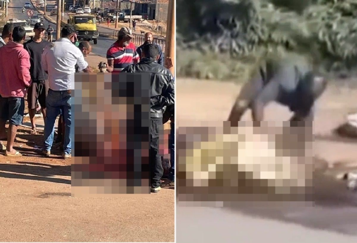 Boi morre atropelado perto de Brasília e moradores disputam carne do animal