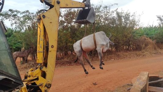 Boi caiu em caixa de passagem de canal de irrigação e ficou preso
