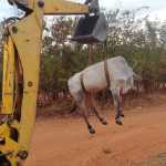 Boi cai em buraco e é resgatado com retroescavadeira; veja imagens