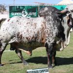 Superleite, evento que transforma Pompéu na capital mineira do leite