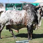 Superleite, evento que transforma Pompéu na capital mineira do leite