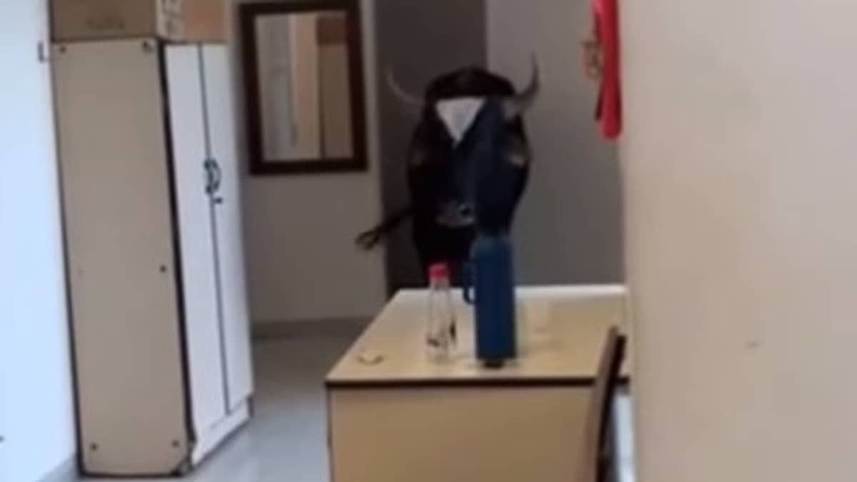 Boi invade posto de saúde de Divinópolis, defeca e faz xixi: 'Estava estressado'; assista 
