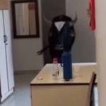 Boi invade posto de saúde de Divinópolis, defeca e faz xixi: 'Estava estressado'; assista 