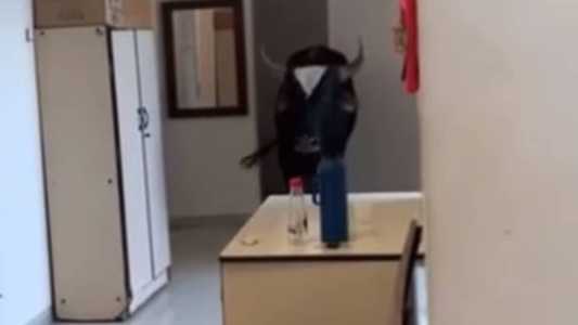 Boi entrou e saiu sozinho de unidade de saúde no interior de Minas