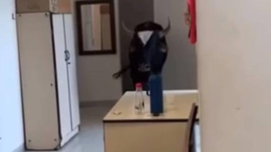 Boi entrou e saiu sozinho de unidade de saúde no interior de Minas