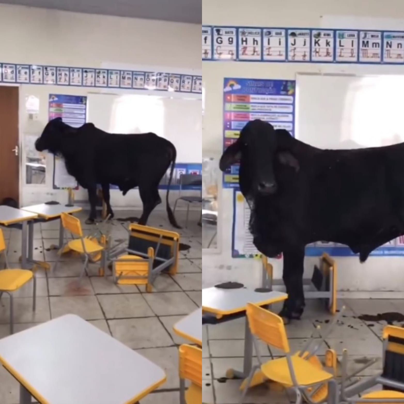 Vídeo: boi invade sala de aula e deixa duas crianças feridas em Caratinga (MG)
