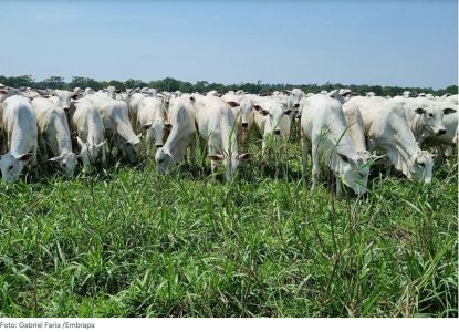 O produtor vai vender caro a arroba do boi