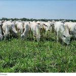 Carne bovina, atenção! Prepare-se para os preços mundiais ano que vem!