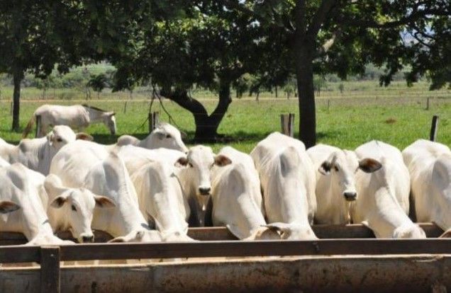 País do continente americano sofre com surto de bicheira em humanos e animais