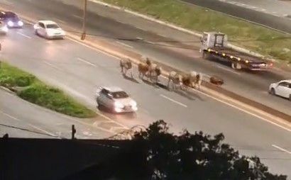 Bois correndo no Anel Rodoviário de BH impressionam motoristas: 'Virou fazenda '