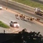 Bois perdidos no Anel Rodoviário podem valer até R$ 5 mil cada