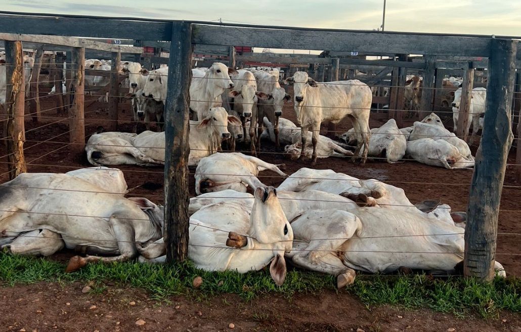 Mais de 80 bois morrem eletrocutados após cabo de energia se soltar em leilão