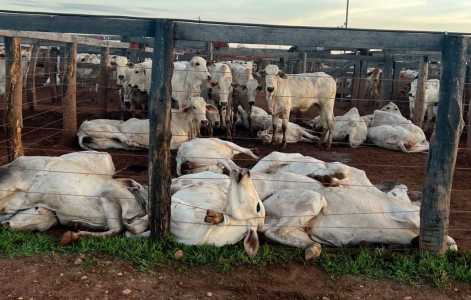 Mais de 80 bois morrem eletrocutados após cabo de energia se soltar em Tocantins | CNN Brasil