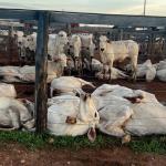Mais de 80 bois morrem eletrocutados após cabo de energia se soltar em leilão