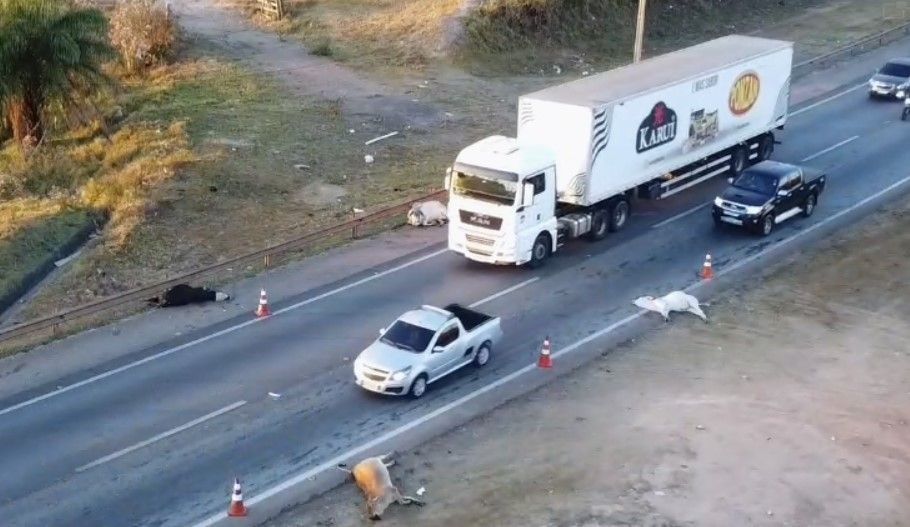 Vídeo: ônibus atropela e mata bois em Betim, na Grande BH