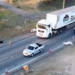 Vídeo: ônibus atropela e mata bois em Betim, na Grande BH