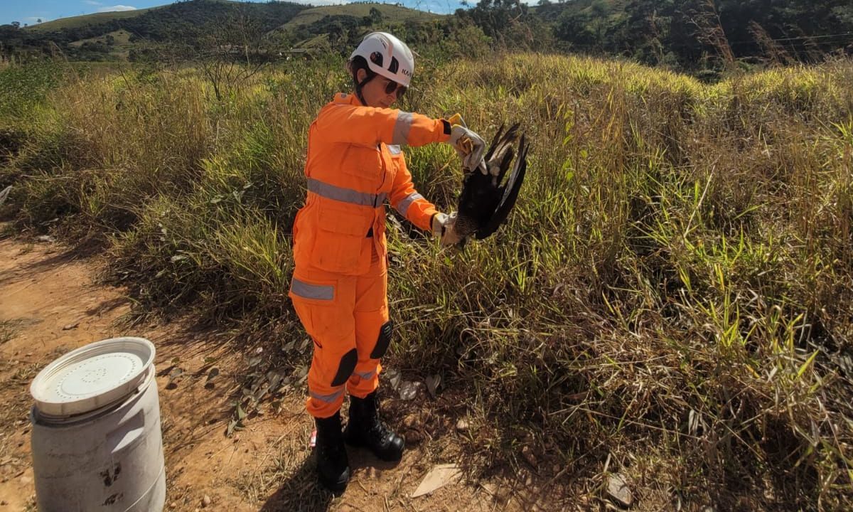 Carcará ferido é resgatado pelos Bombeiros em Barbacena