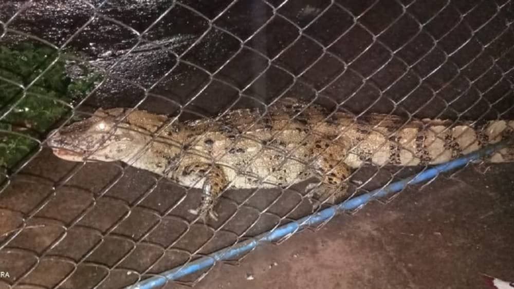 Vídeo: Jacaré é resgatado em área alagada em Ubá, na Zona da Mata 