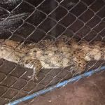 Vídeo: Jacaré é resgatado em área alagada em Ubá, na Zona da Mata 