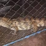 Vídeo: Jacaré é resgatado em área alagada em Ubá, na Zona da Mata