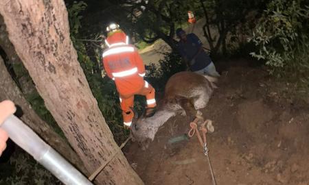 Bombeiros resgatam vaca que caiu em buraco em Barbacena (MG)