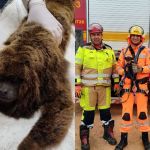Bombeiros resgatam animais em situação de risco em Juiz de Fora e Barbacena