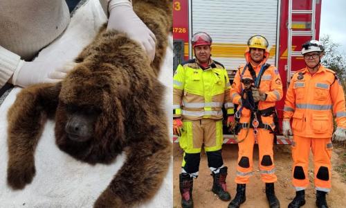 bombeiros resgate animais juiz de fora Barbacena - Divulgação Bombeiros.jpg